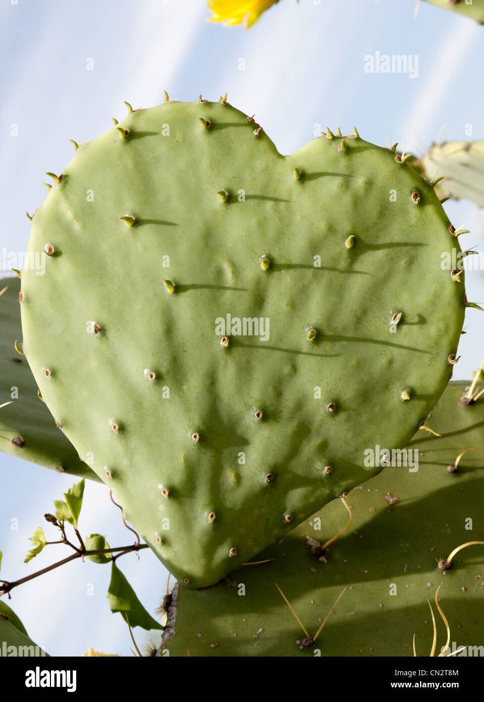 Heart Shaped Cactus, Texas, USA Stock Photo