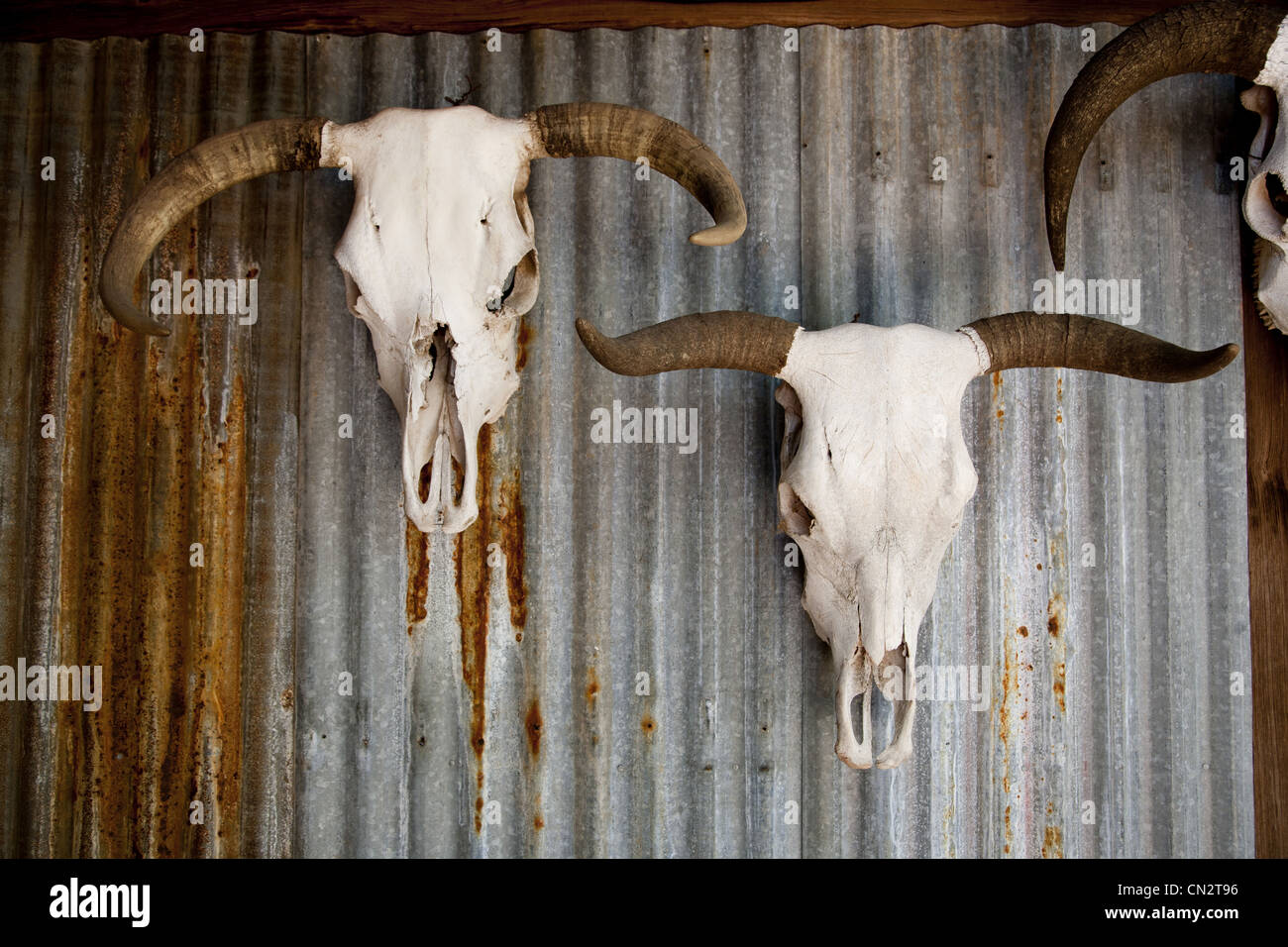 Horned Cow Skulls on Rusted Metal Wall, Texas, USA Stock Photo