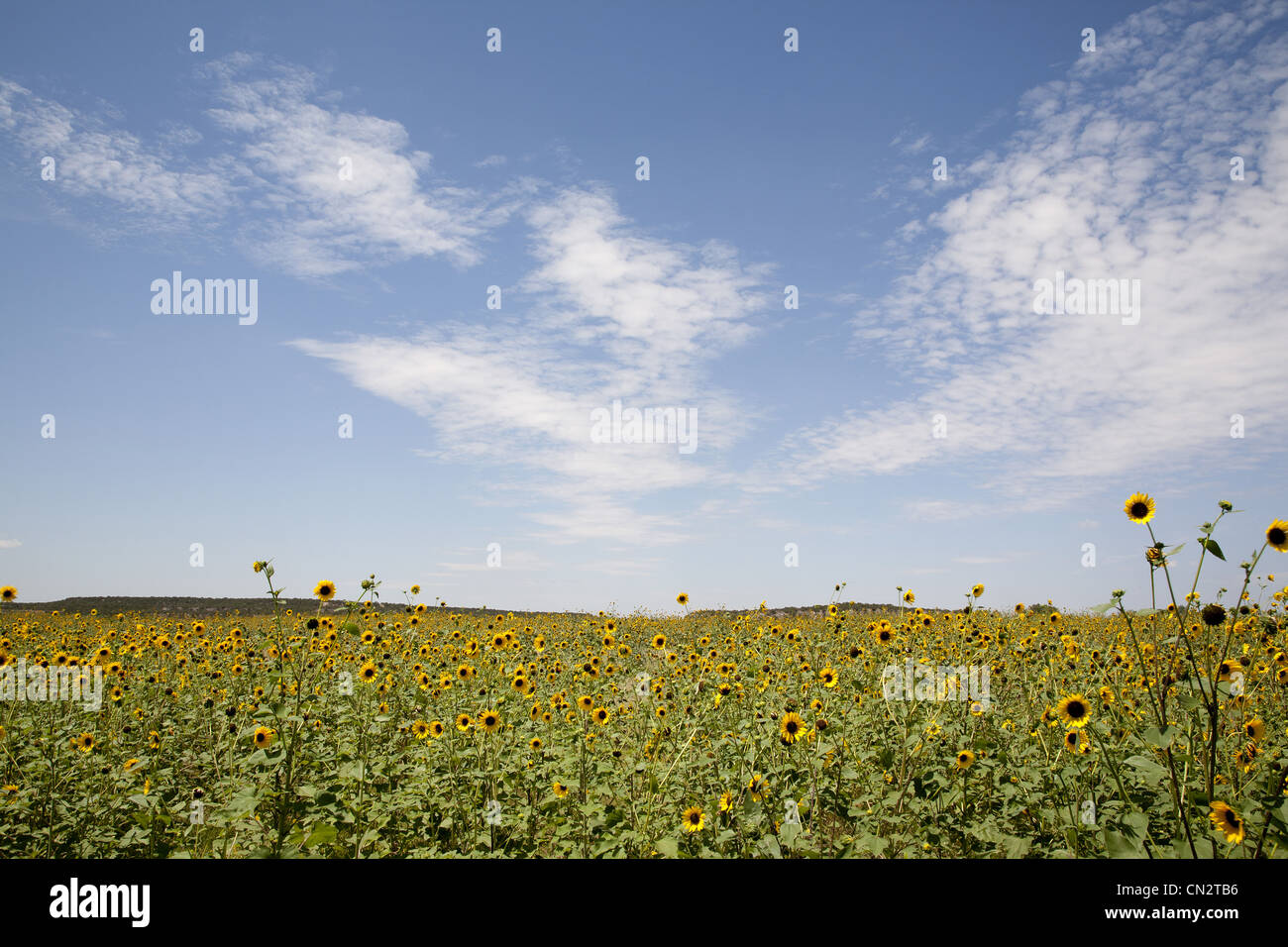 Texas yellow wildflowers hi-res stock photography and images - Alamy