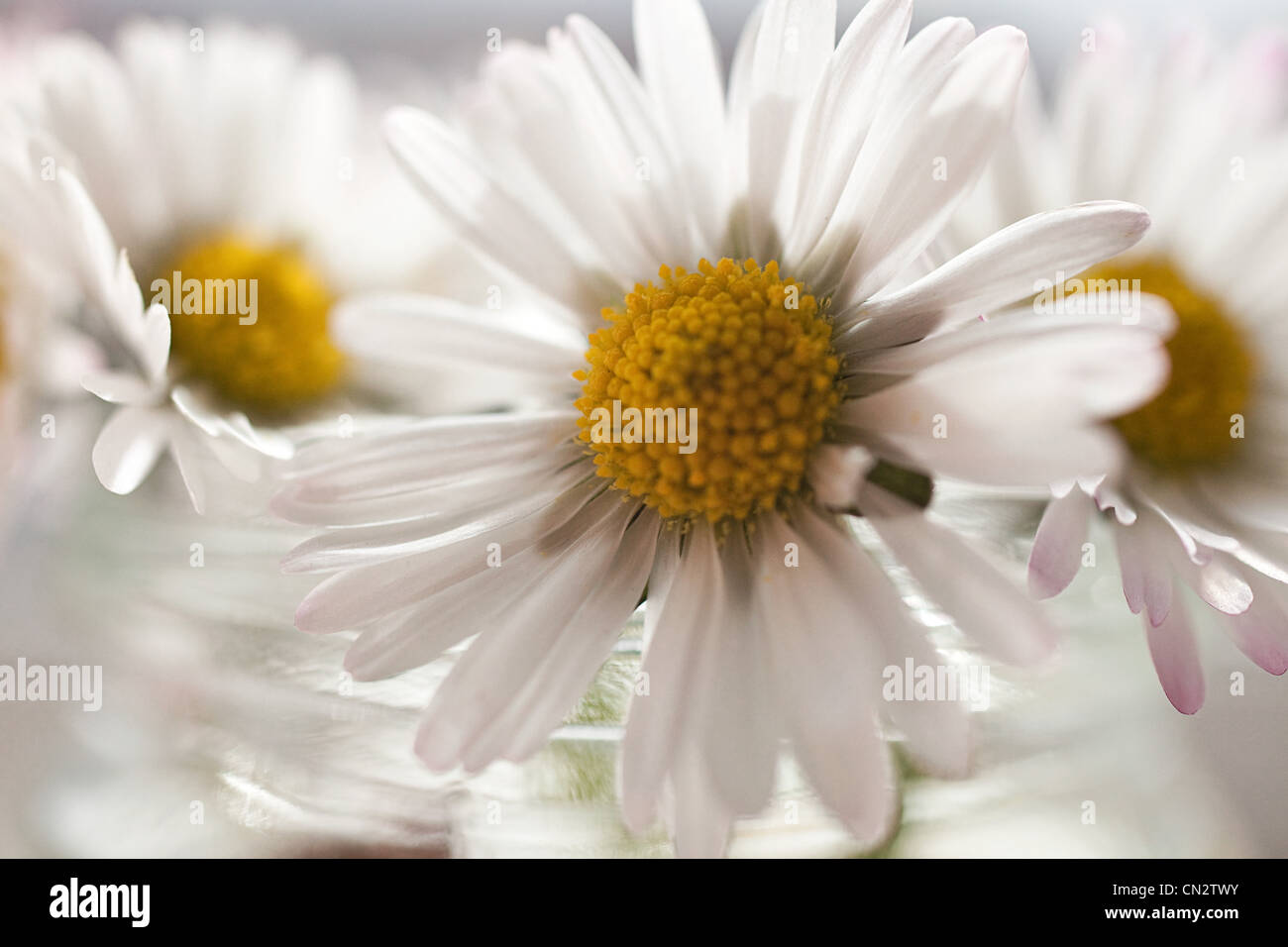 Daisies, close up Stock Photo Alamy