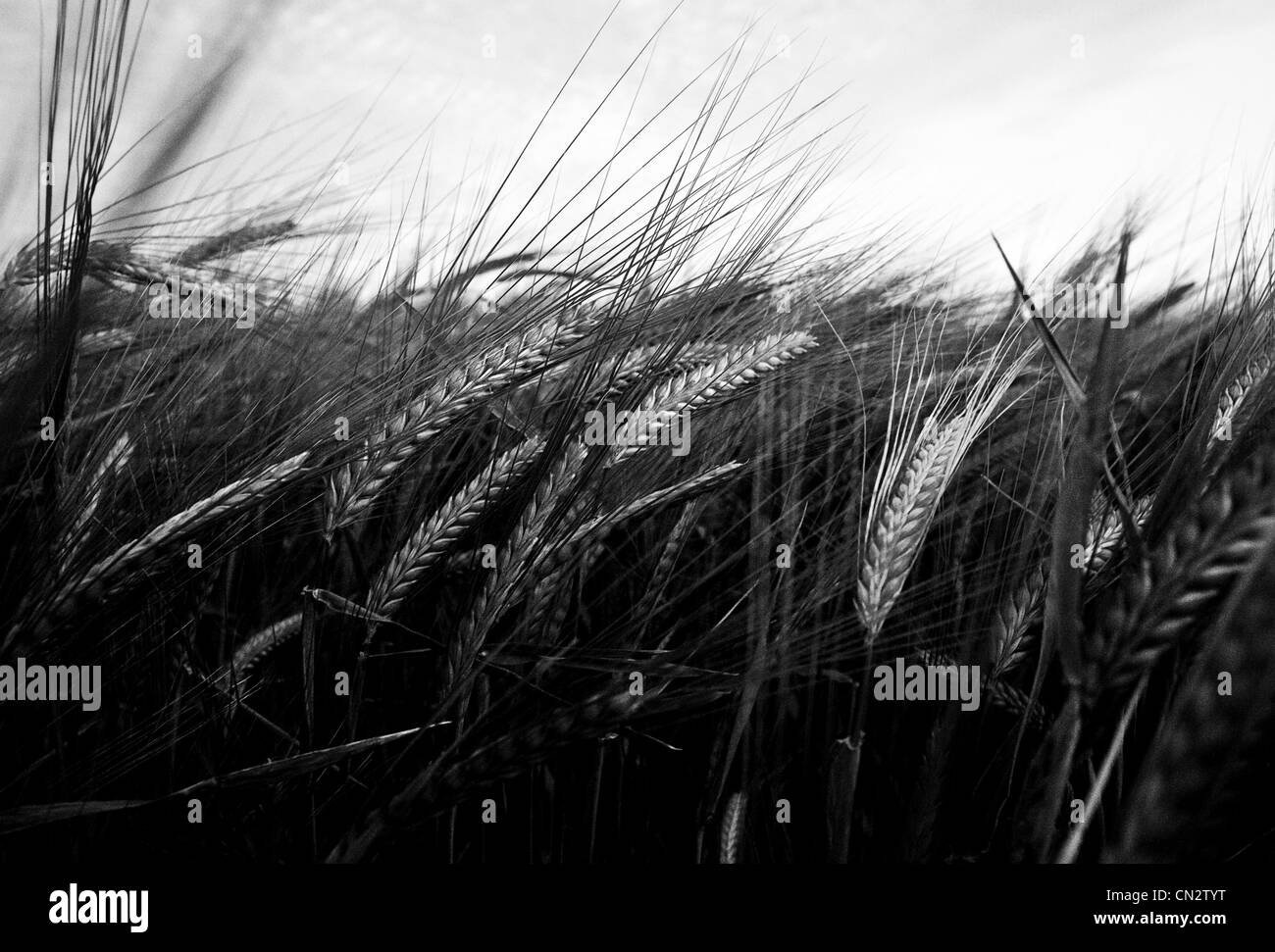 Barley field view Black and White Stock Photos & Images Alamy