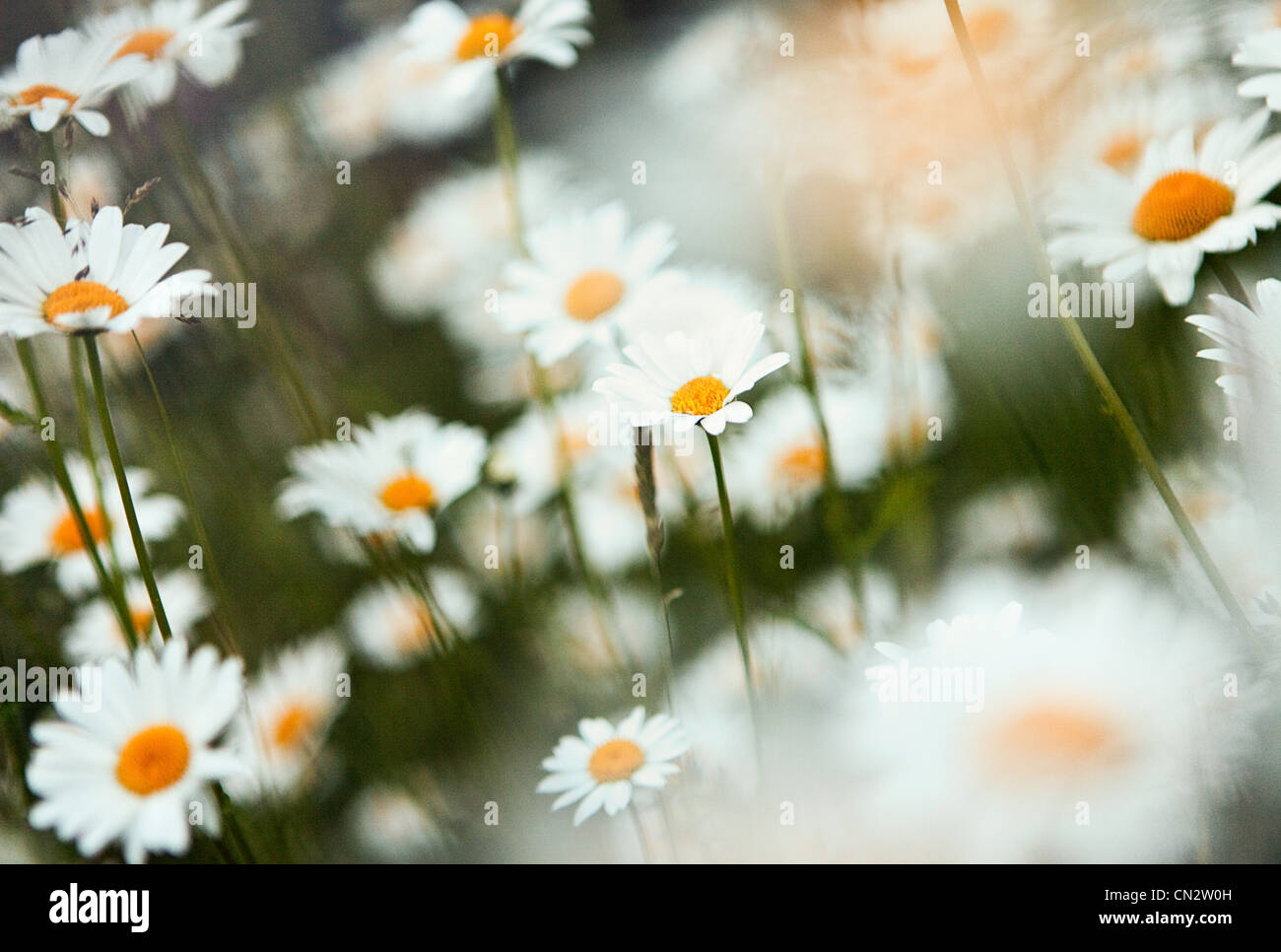 Daisies, close up Stock Photo Alamy