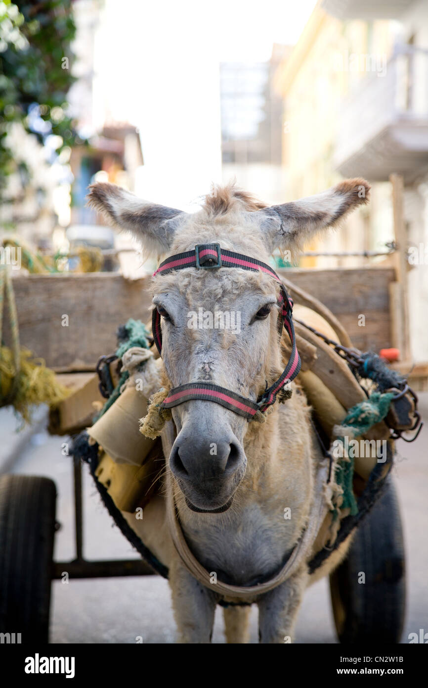 Donkey pulling cart Stock Photo