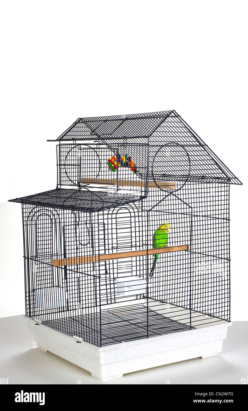 Parakeet in Cage Stock Photo Alamy