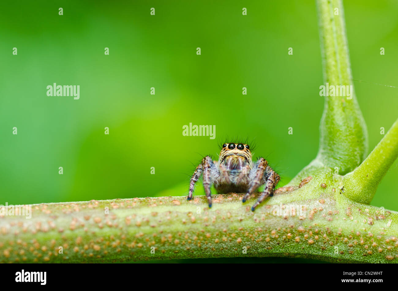 jumping spider in green nature or in the garden Stock Photo