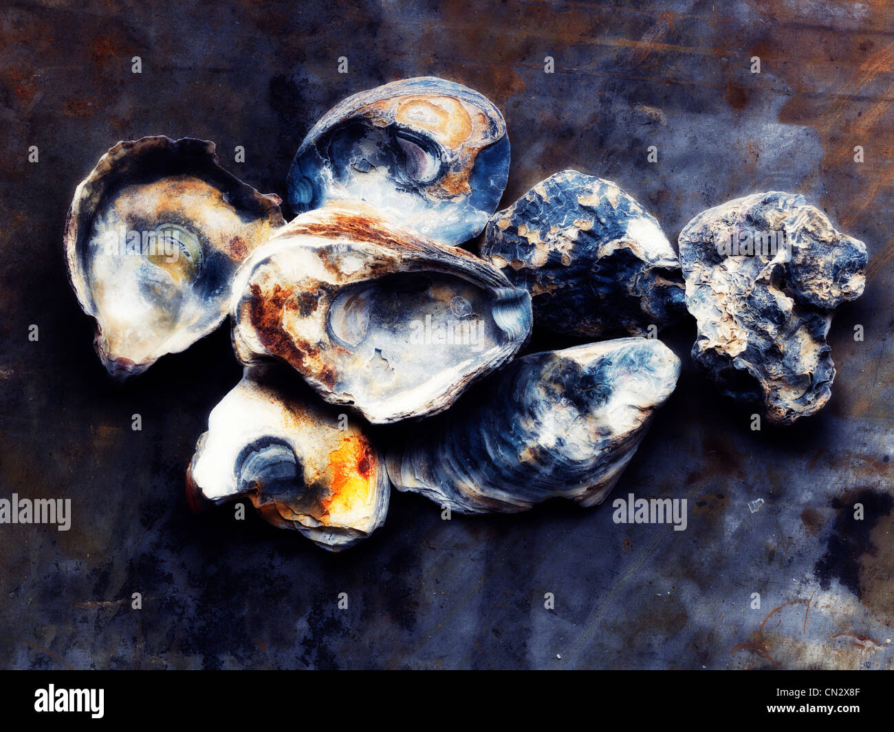 Oyster shells Stock Photo