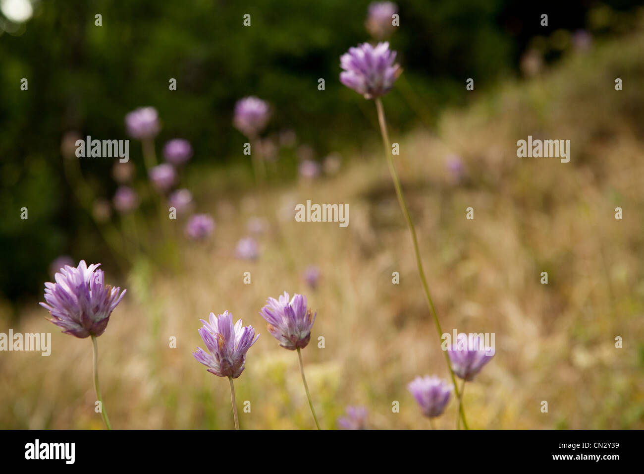 Purple flowers, close up Stock Photo - Alamy