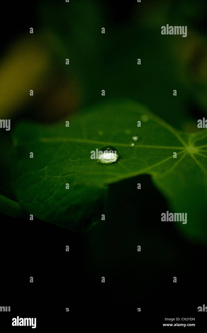 Water droplet on leaf Stock Photo - Alamy