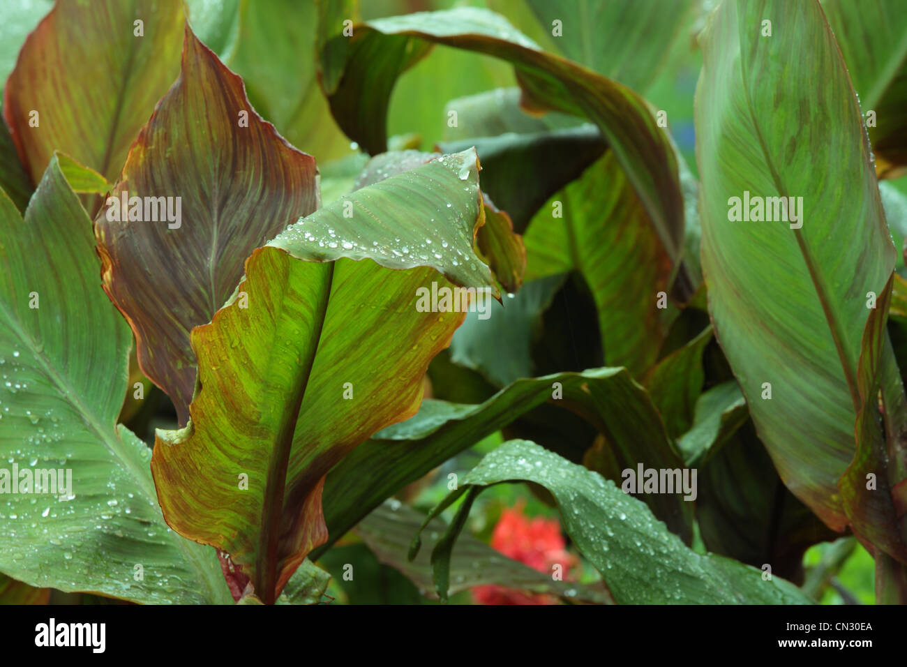 Garden close up - colorful flowers Stock Photo - Alamy