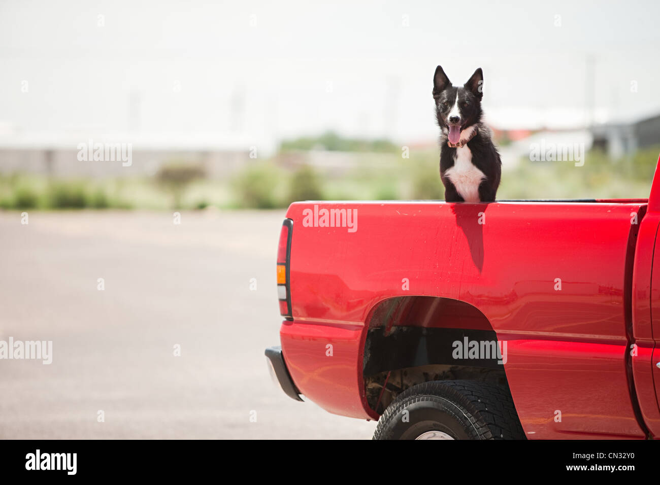 Dog in red truck Stock Photo
