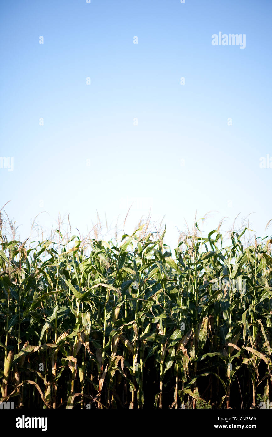 Corn field, close up Stock Photo