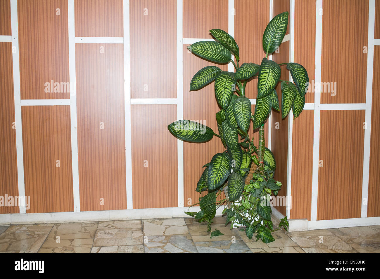 Pot plant against panelled wall Stock Photo