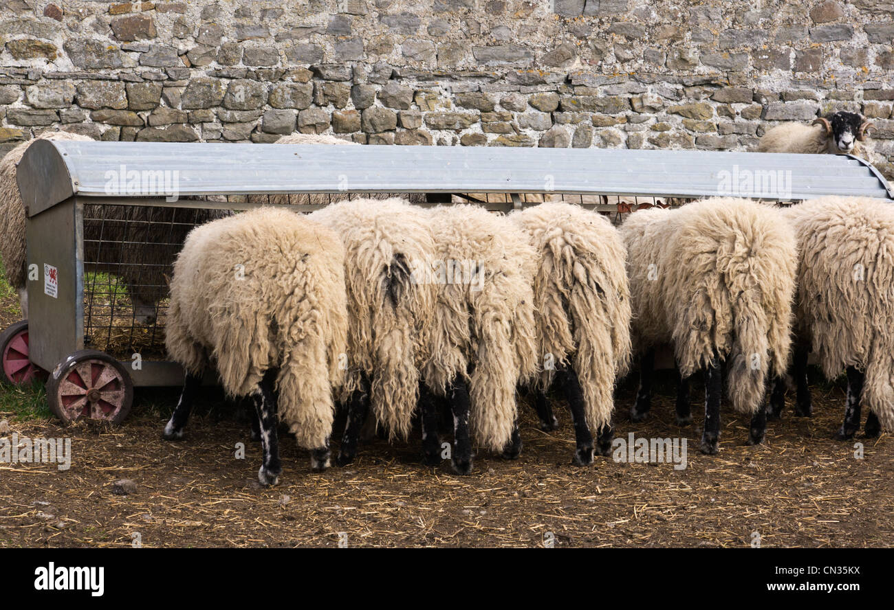 Sheep at a feed trough. Stock Photo