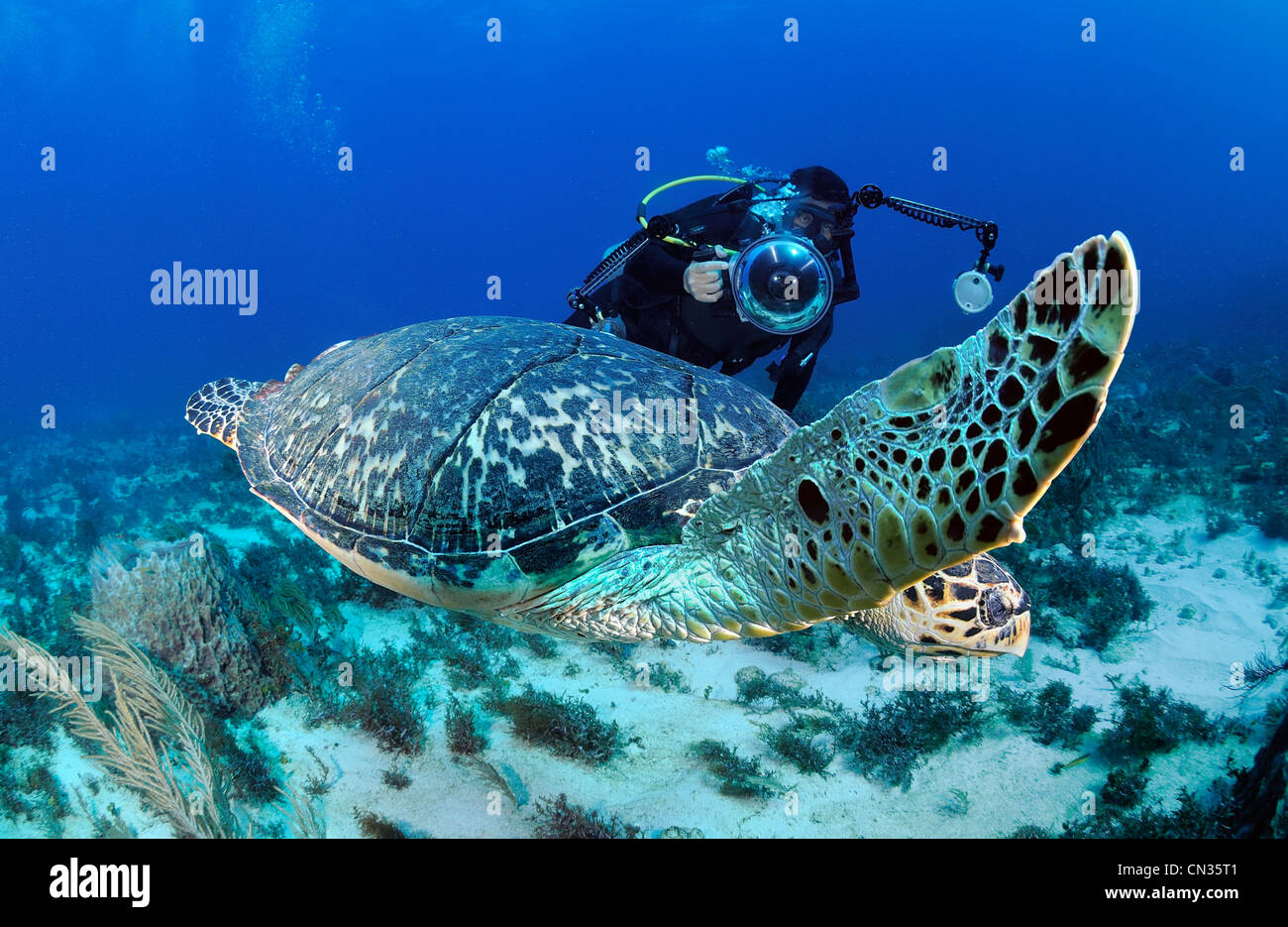 Mexico, Caribbean sea, a hawksbill turtle (Eretmochelys imbricata) and a diver-photographer Stock Photo