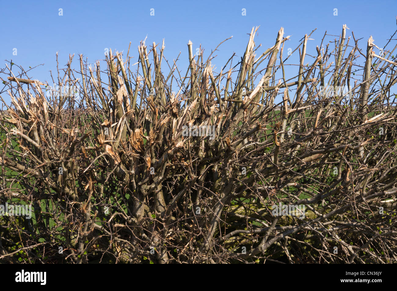 A hedge recently cut with a flail. Pictured in early springtime. Stock Photo