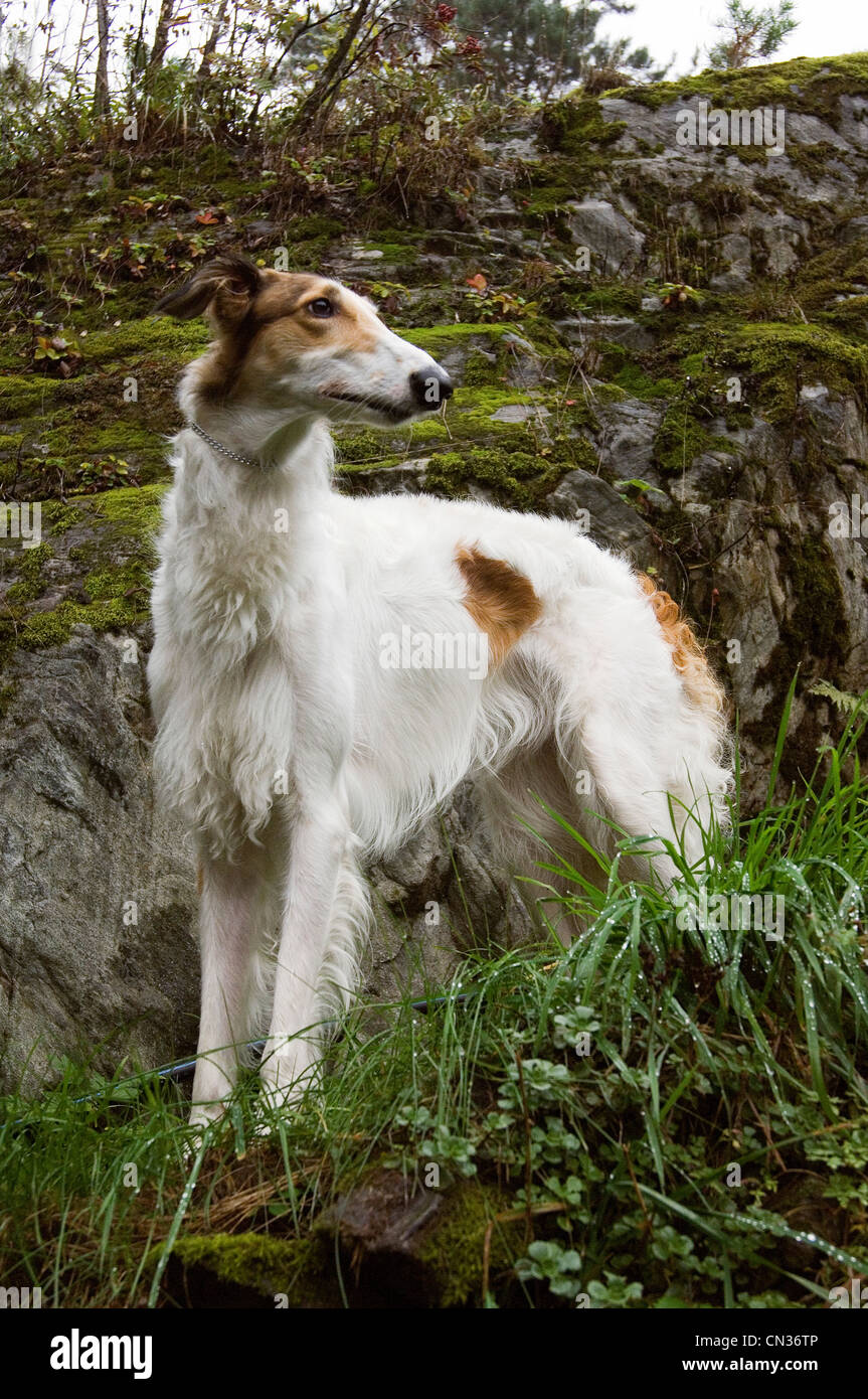 Saluki Dog In Nature Stock Photo 47399766 Alamy