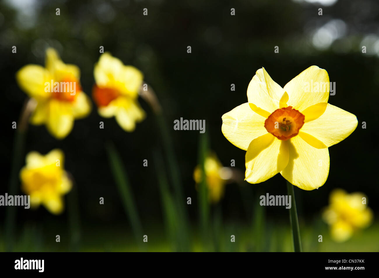 Daffodils, close up Stock Photo