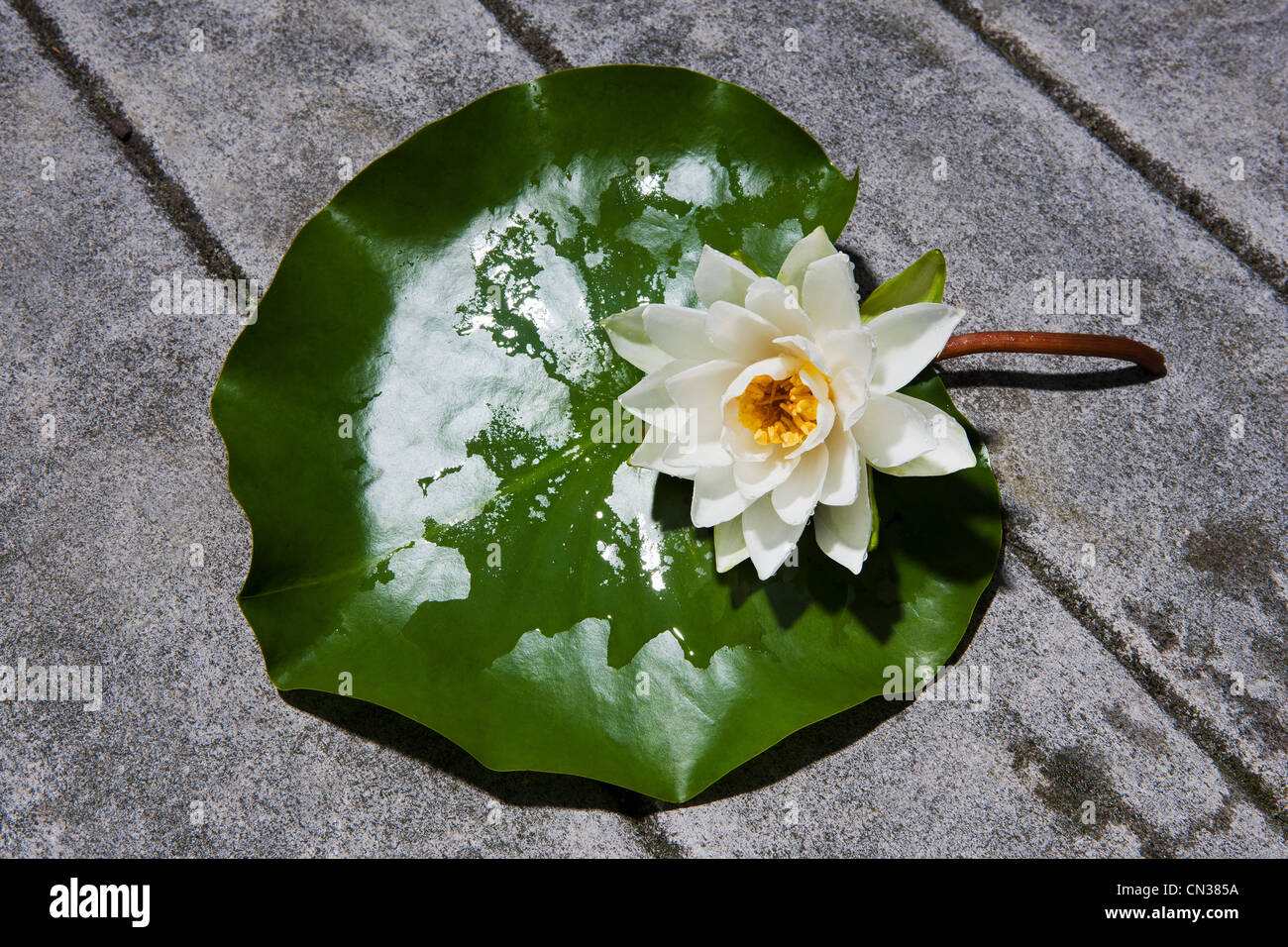 Lily Pad On White Hi Res Stock Photography And Images Alamy