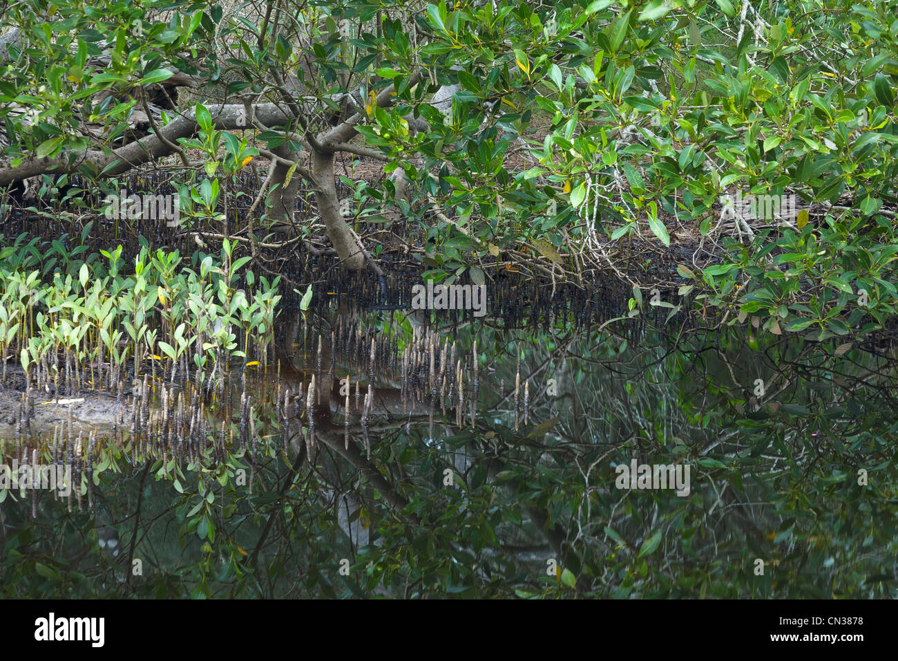 Lemon Tree Passage, NSW Stock Photo Alamy