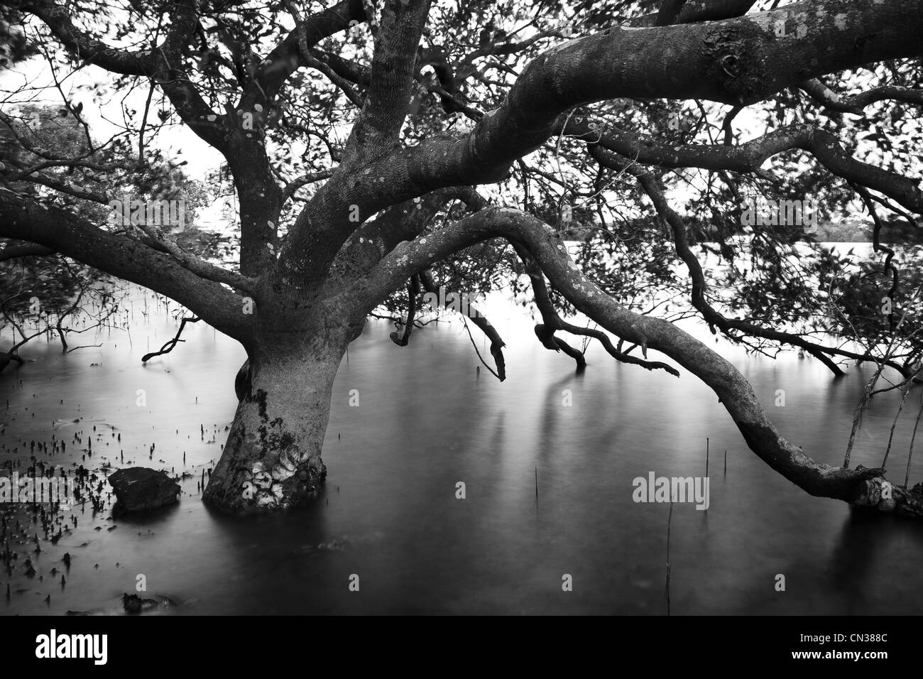 Lemon tree passage hires stock photography and images Alamy