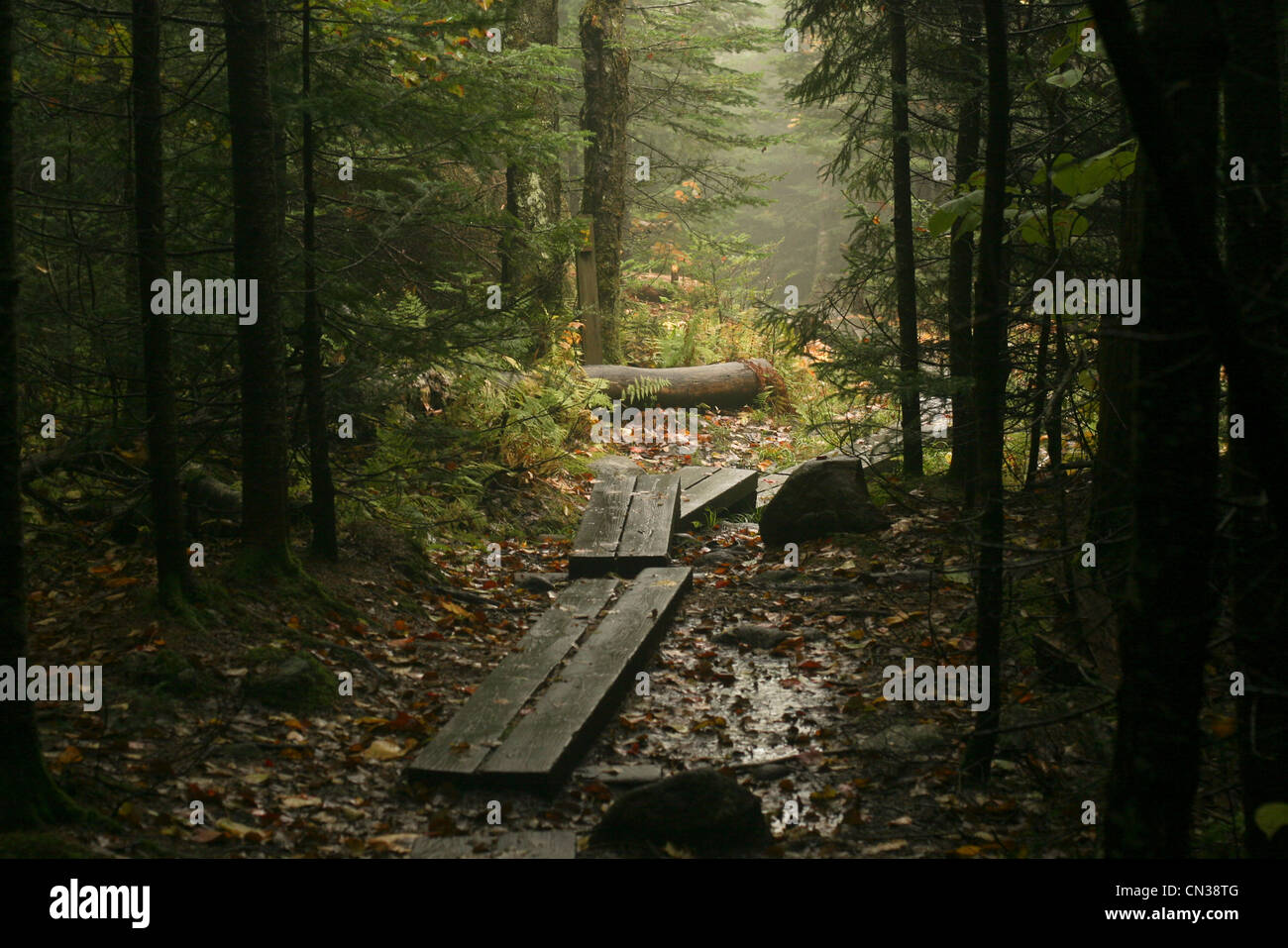 Path through woods, Blue Mountain Lake, New York, USA Stock Photo