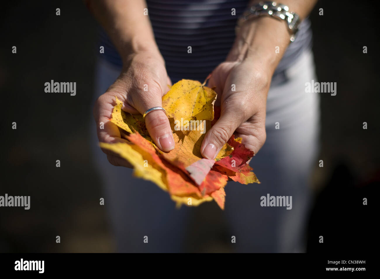 Person holding leaves Stock Photo