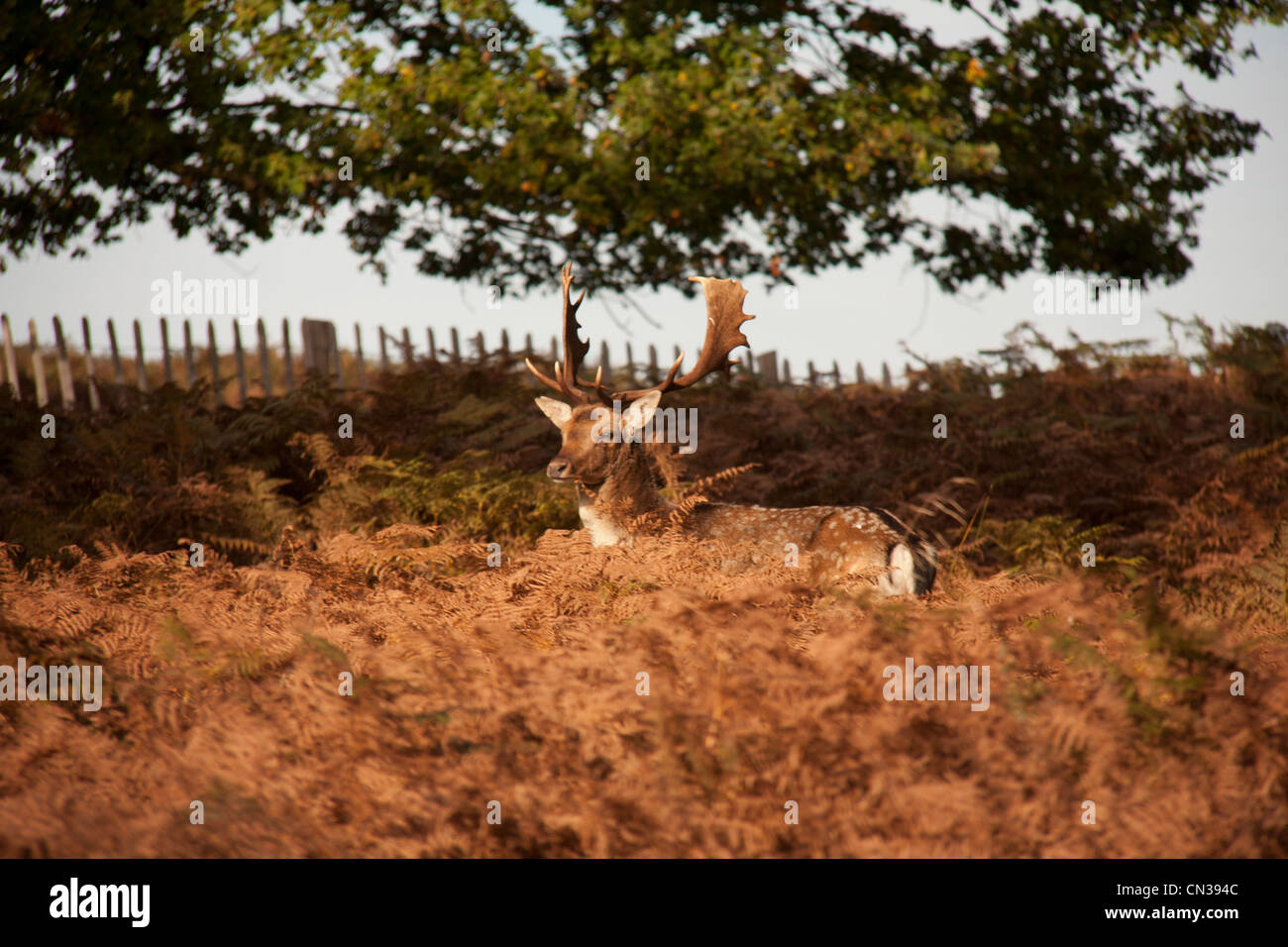 Fallow Deer behind Fern plants Stock Photo Alamy