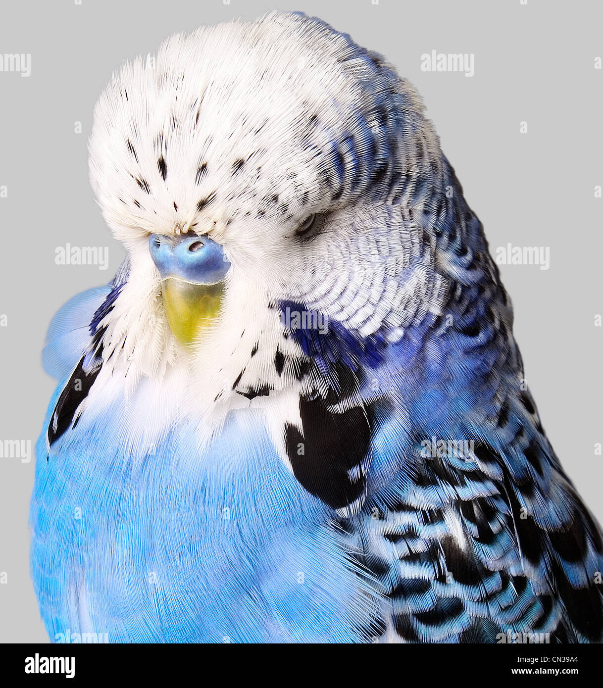 Budgerigar with blue and white feathers Stock Photo