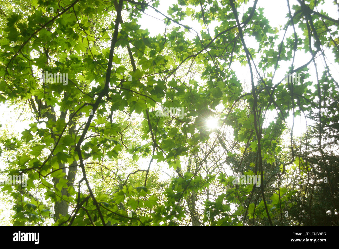 Sunlight coming through leaves of sycamore tree Stock Photo