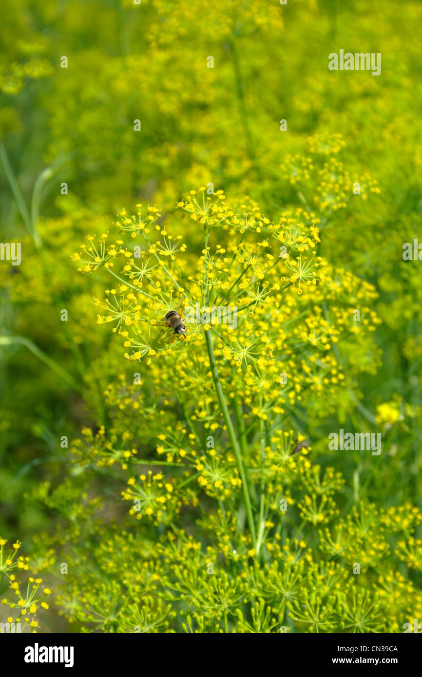 Blooming fennel in a garden - Anethum graveolens Stock Photo - Alamy