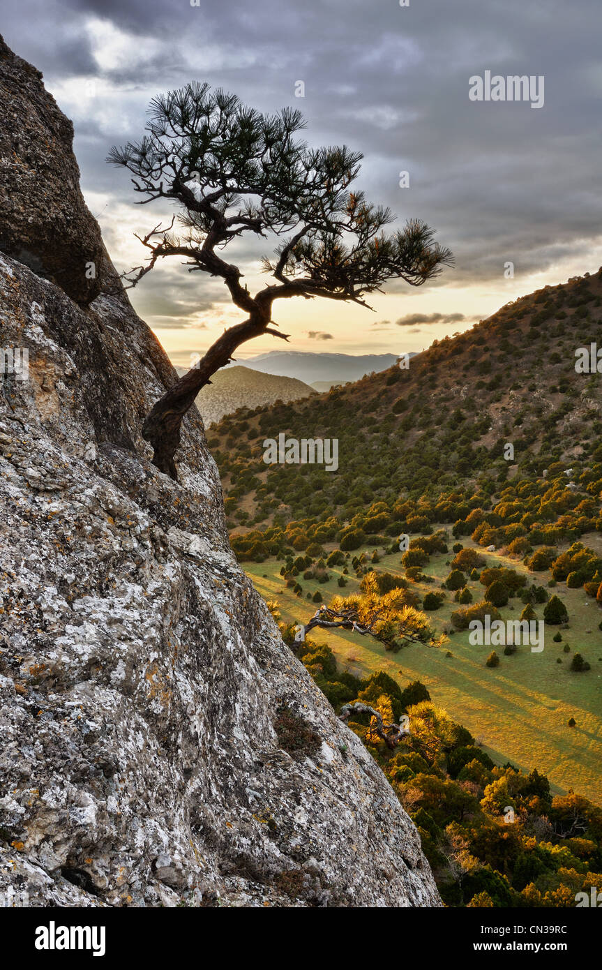 Tree growing out of rock hires stock photography and images Alamy