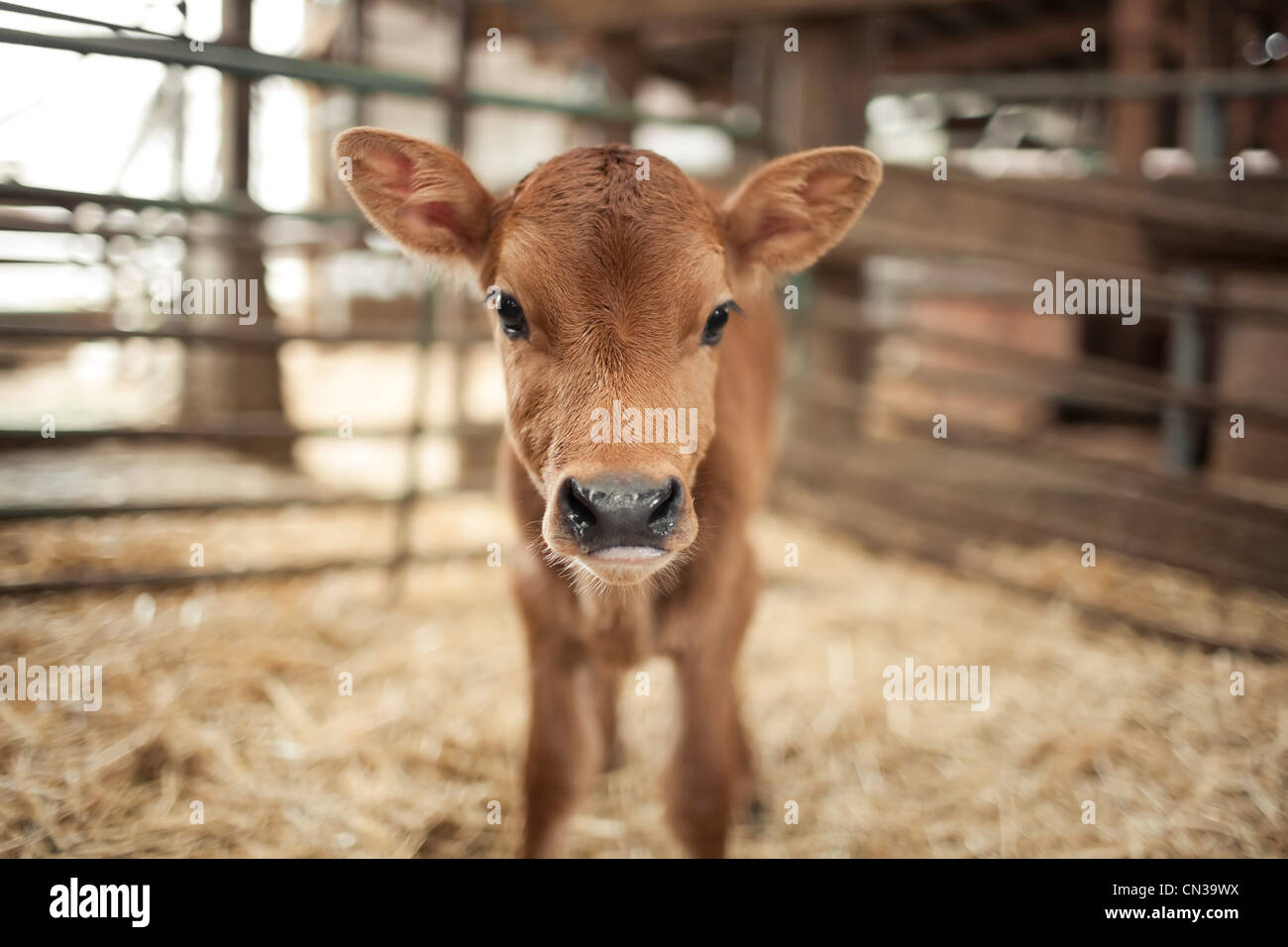 Calf in a barn Stock Photo