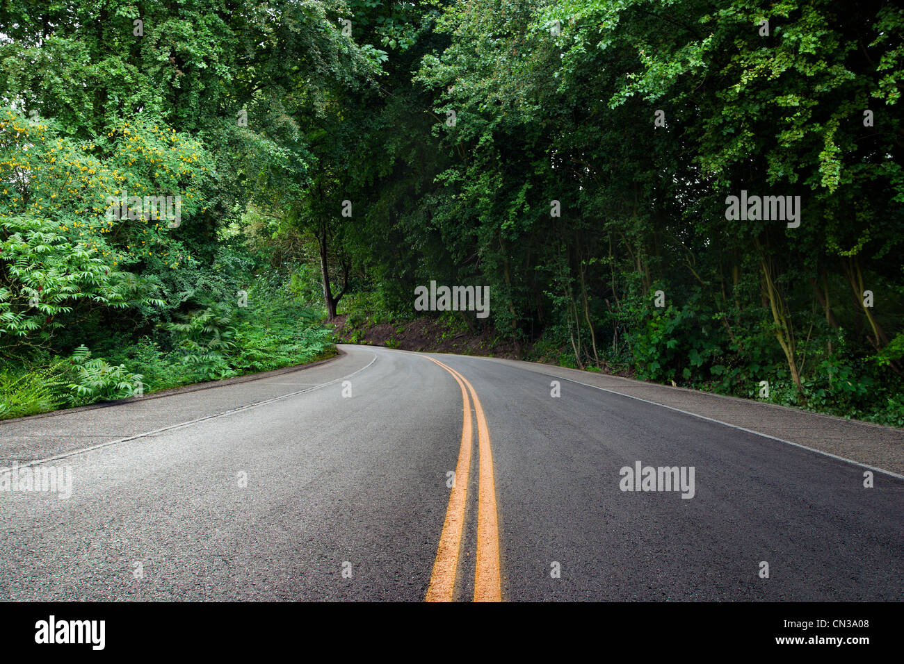 Curving road in forest Stock Photo