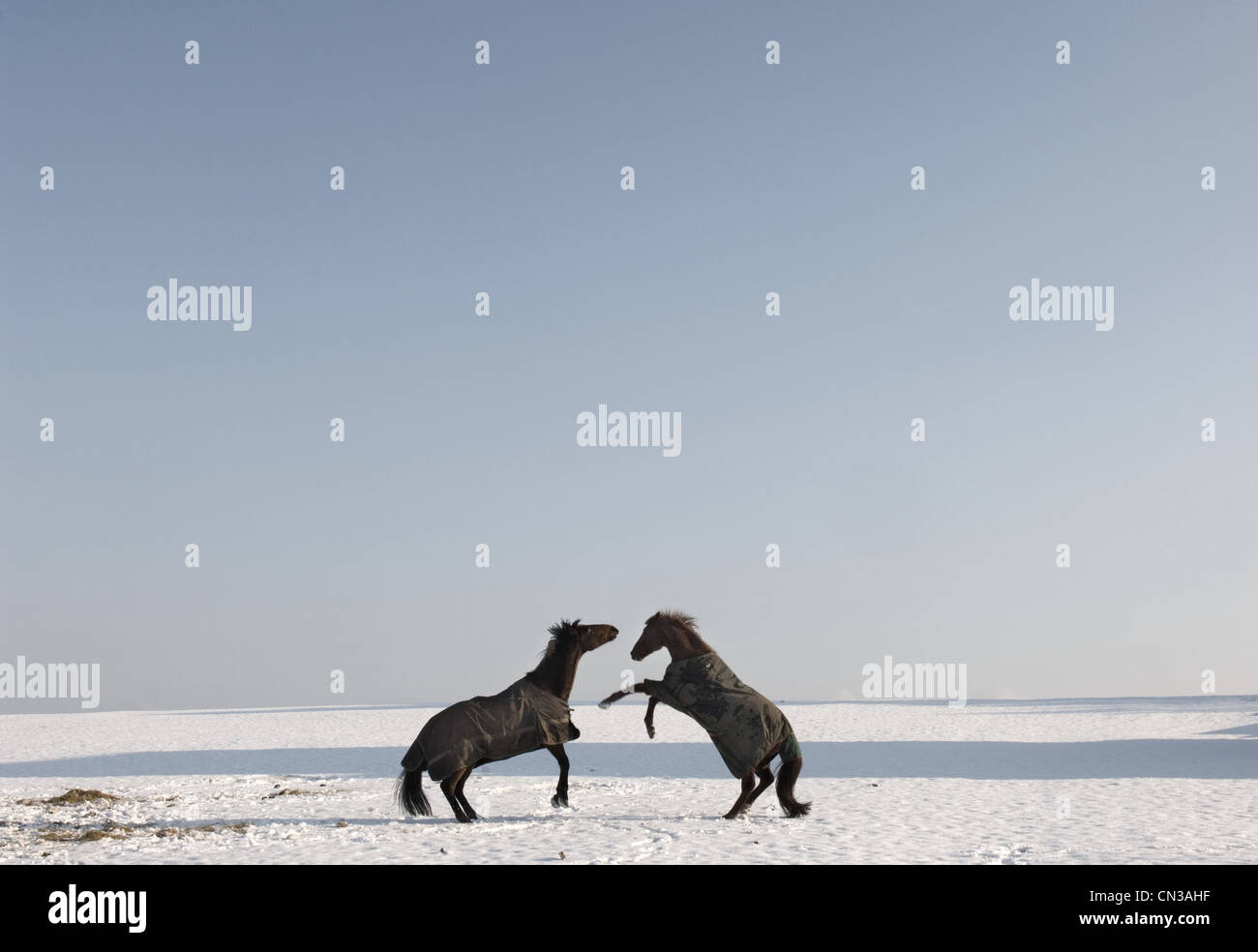 Two horses rearing in snow Stock Photo