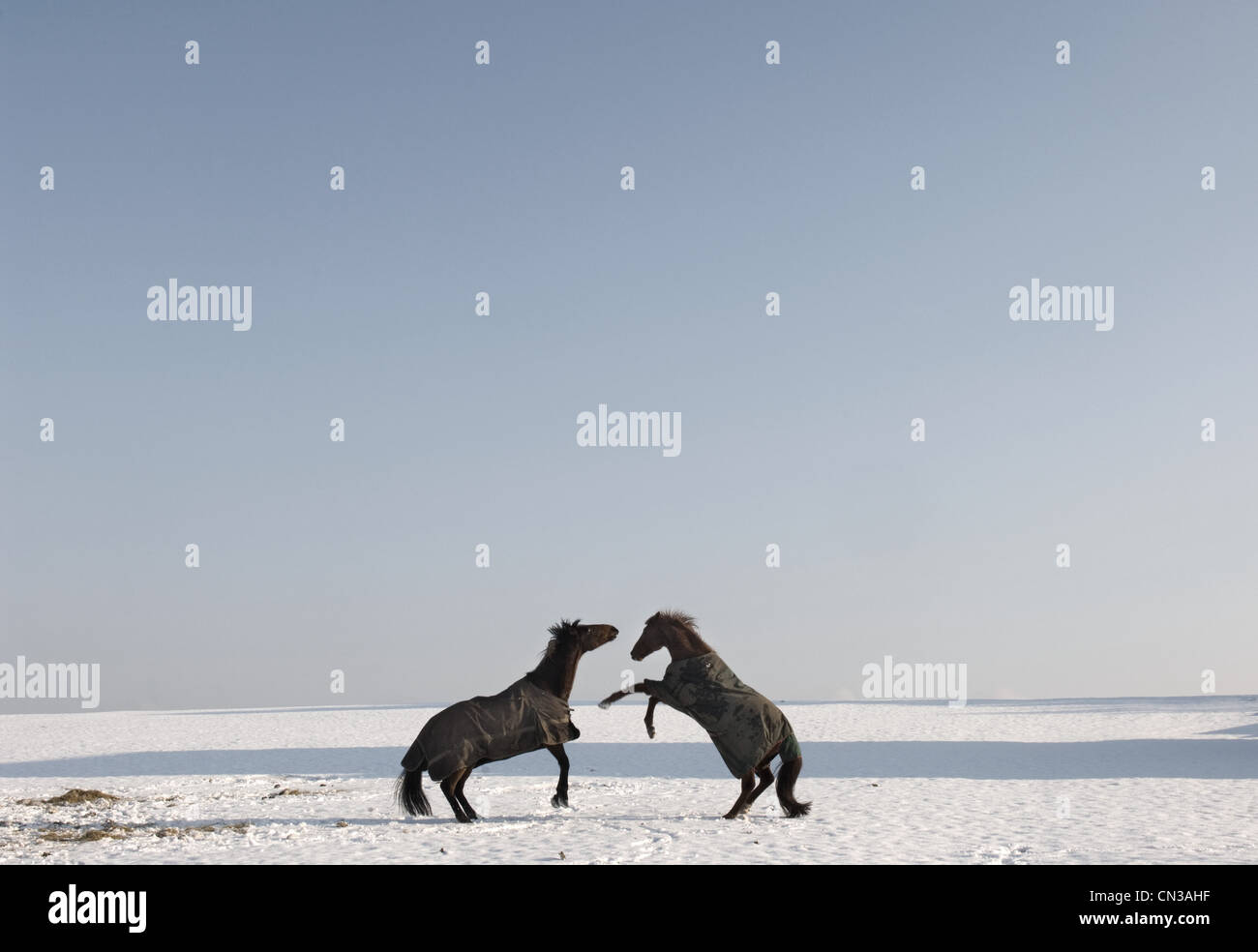 Rearing horses hi-res stock photography and images - Alamy