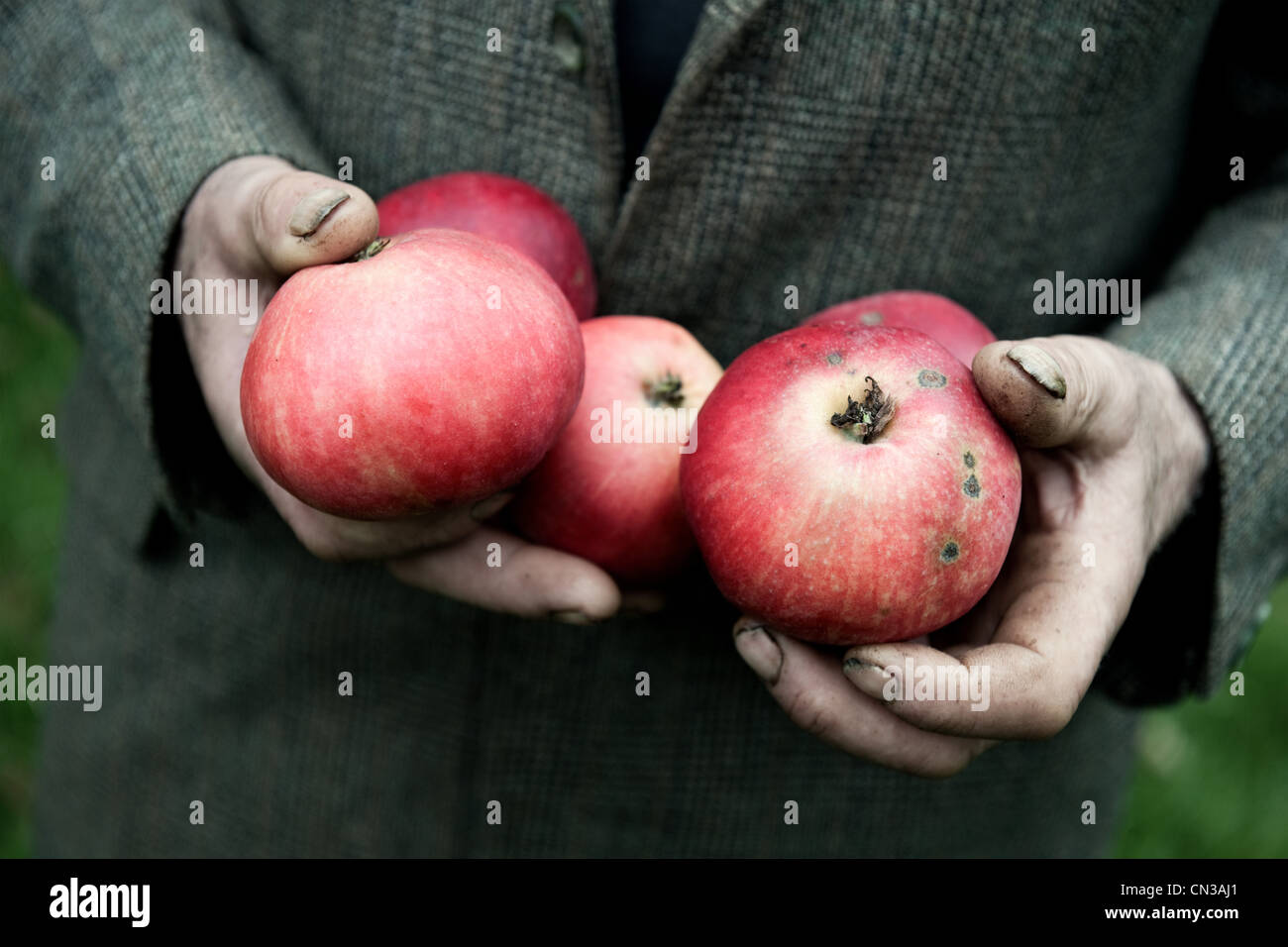 Person holding handful of fresh apples Stock Photo