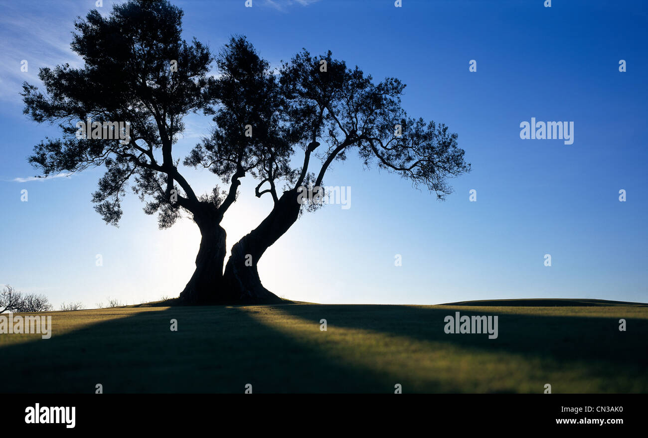 Tree in field, silhouette Stock Photo