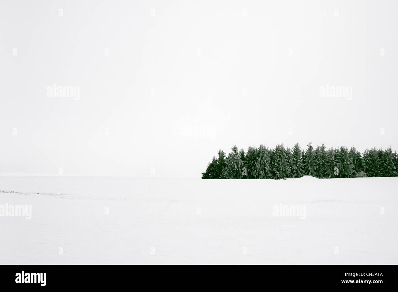 Forest in snow Stock Photo