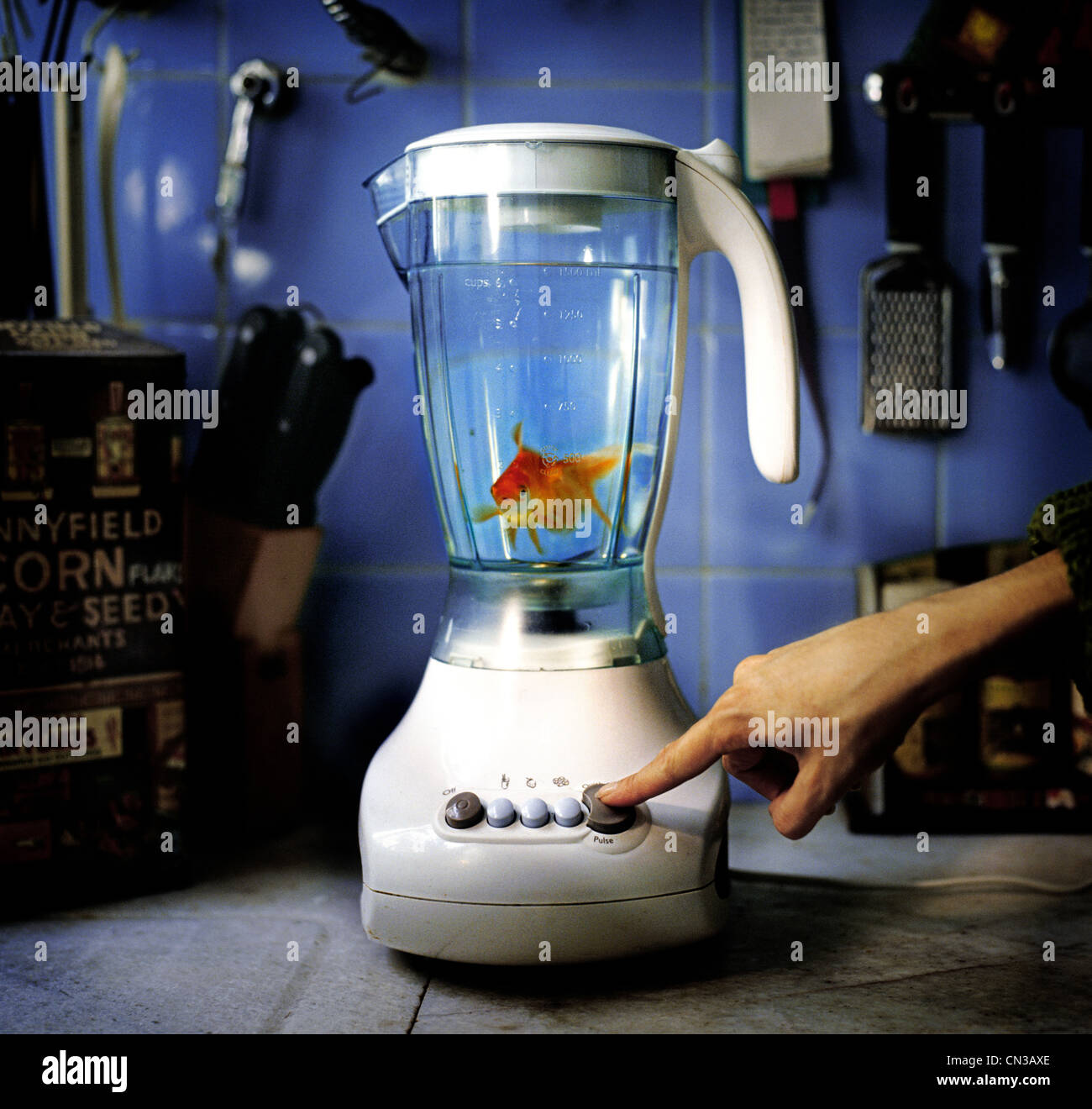 Goldfish in blender Stock Photo Alamy