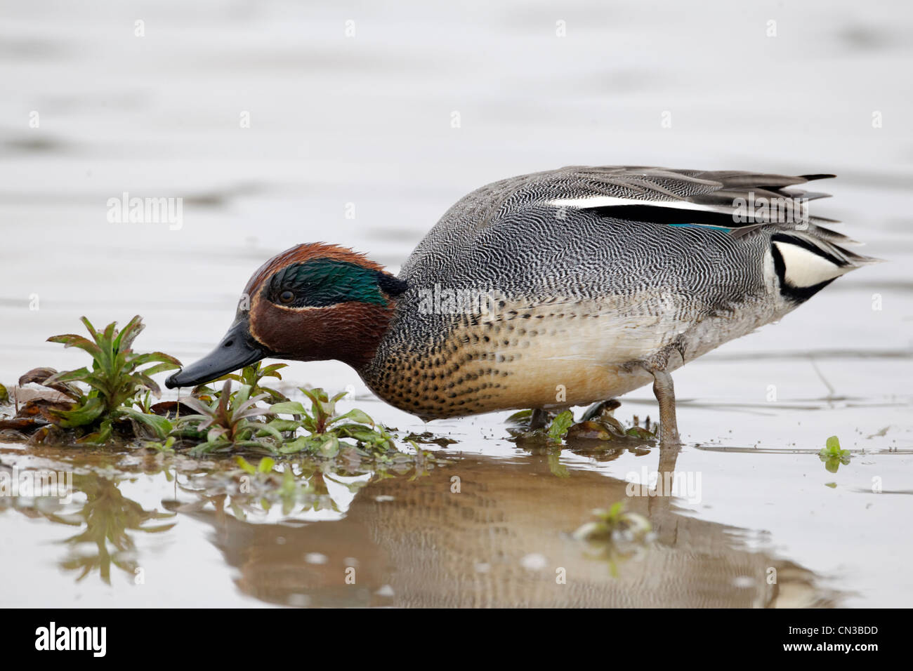 Teal, Anas crecca, single male on water, Warwickshire, March 2012 Stock Photo