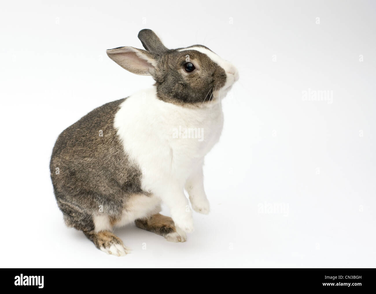 Domestic Dutch rabbit on a white background Stock Photo - Alamy
