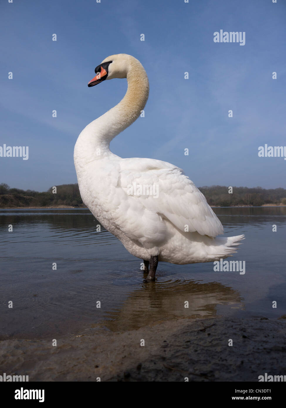 Mute swan,Cygnus olor, single bird in water, Glamorgan, Wales, March 2012 Stock Photo