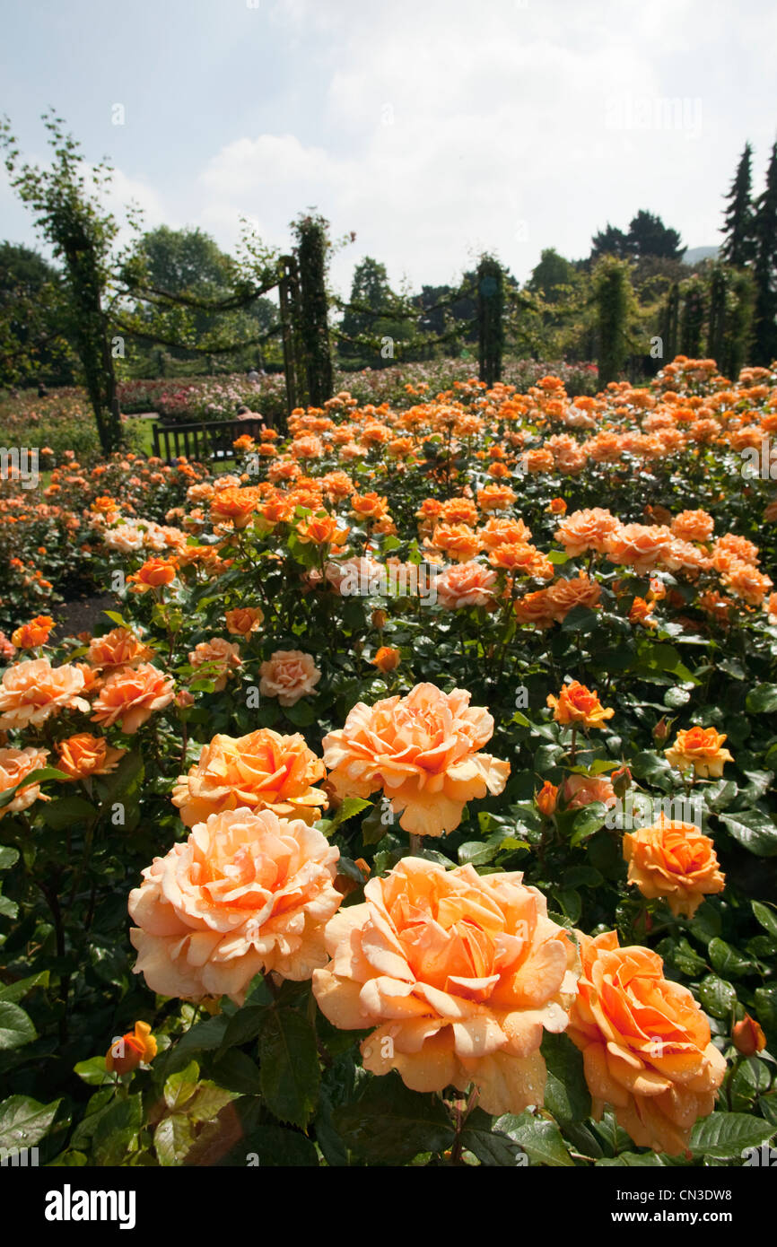 England, London, Regents Park, Queen Marys Gardens Stock Photo