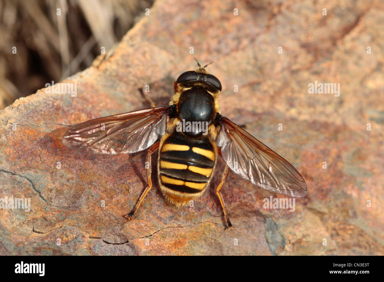 Hoverfly Sericoma silentis female basking on a rock. Powys, Wales. Stock Photo