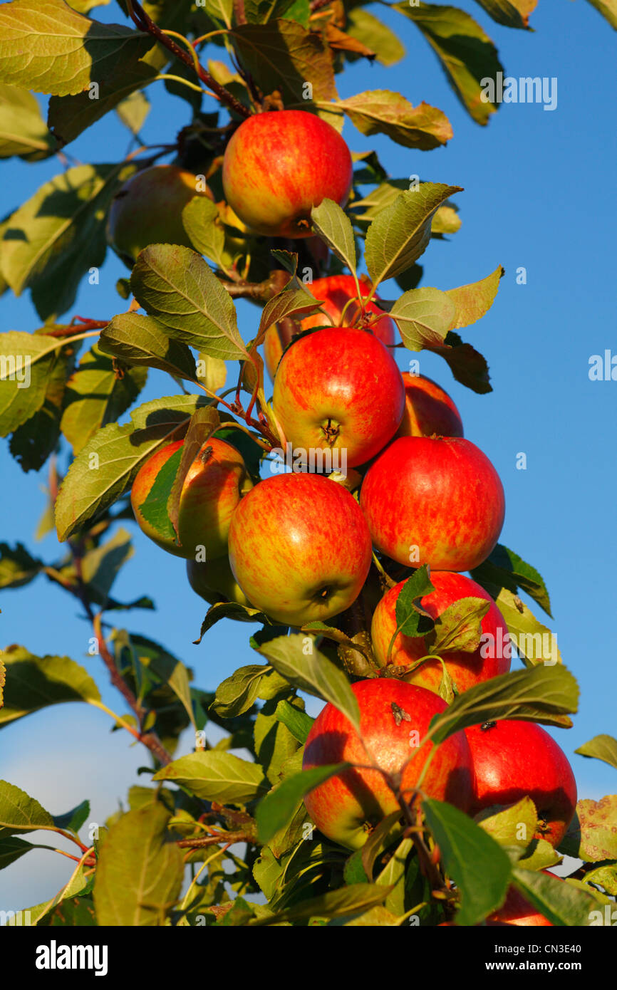 Cultivated Apple (Malus domestica) variety ' Red Falstaff'. A dessert variety. Stock Photo