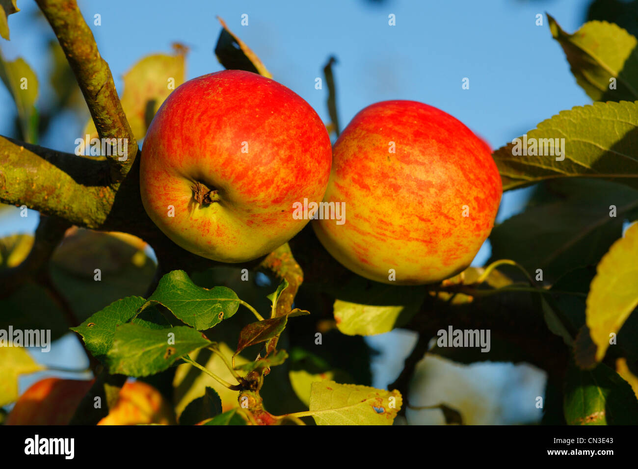 Cultivated Apple (Malus domestica) variety ' Red Falstaff'. A dessert variety. Stock Photo