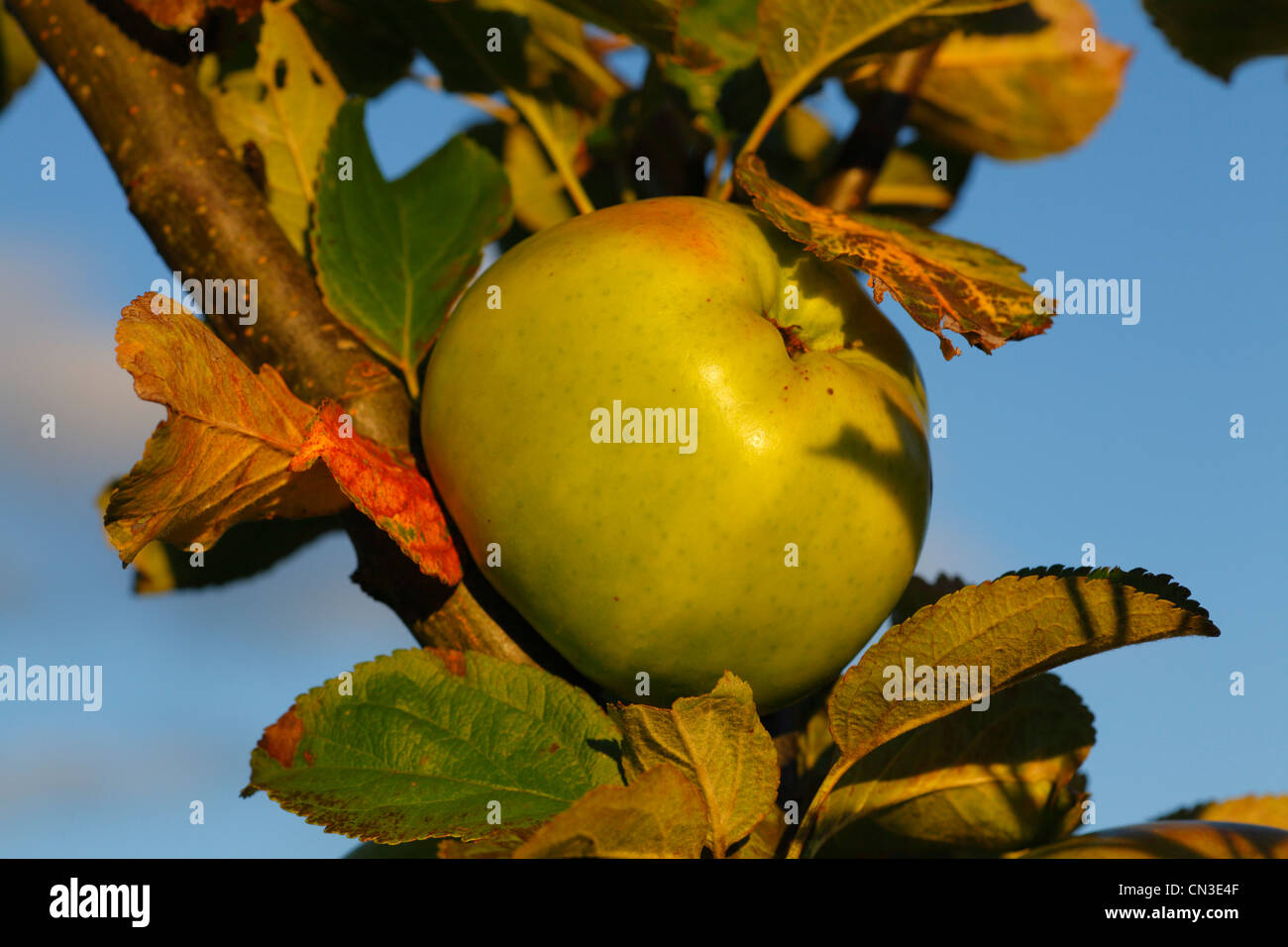 Cultivated Apple (Malus domestica) variety ' Lord Derby'. A culinary variety. Stock Photo