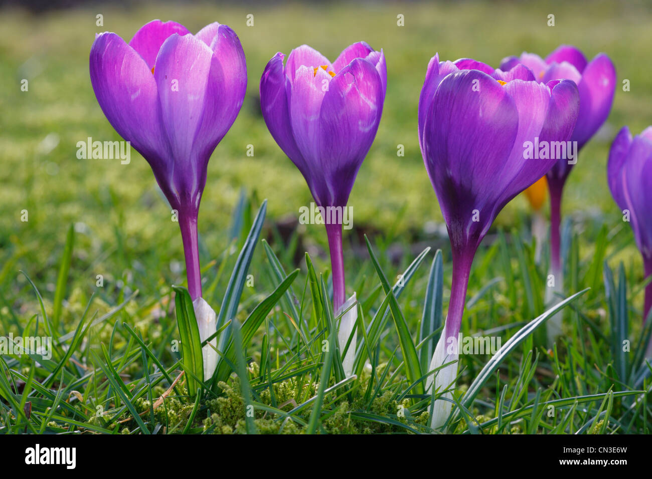 Crocus vernus flowering. Purple-flowered cultivated form. Powys, Wales. February. Stock Photo