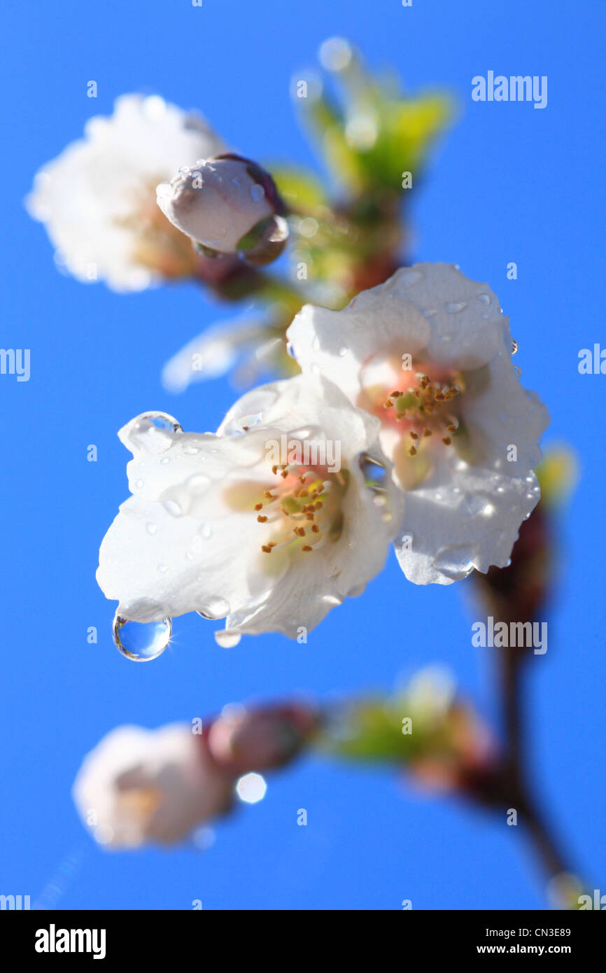 Flowers of a dwarf Japanese Flowering cherry (Prunus sp.) in a garden. Powys, Wales. April. Stock Photo