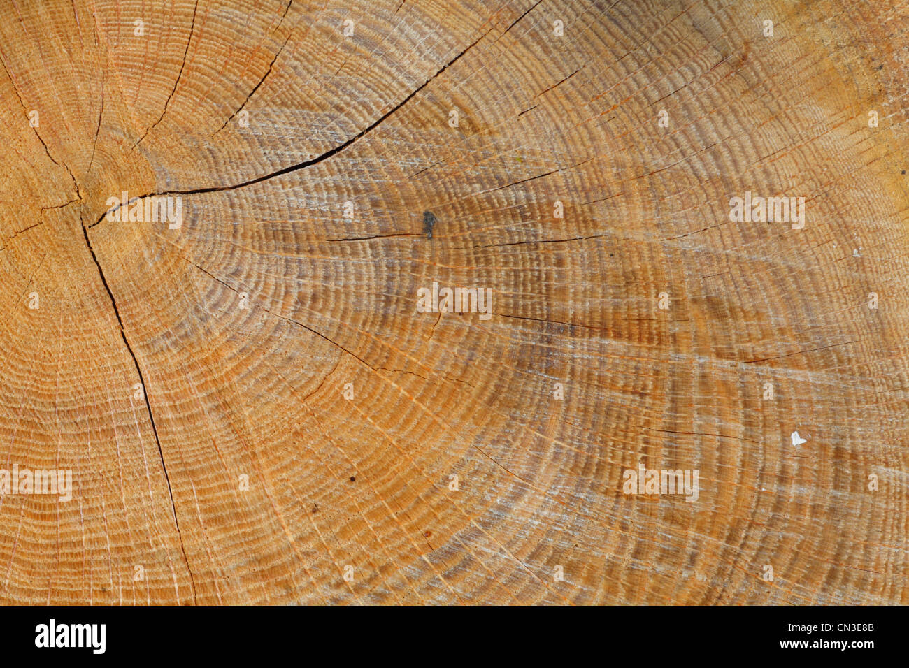 Freshly cut stump of a Sessile Oak (Quercus petraea) tree, showing growth rings. Powys, Wales, April. Stock Photo